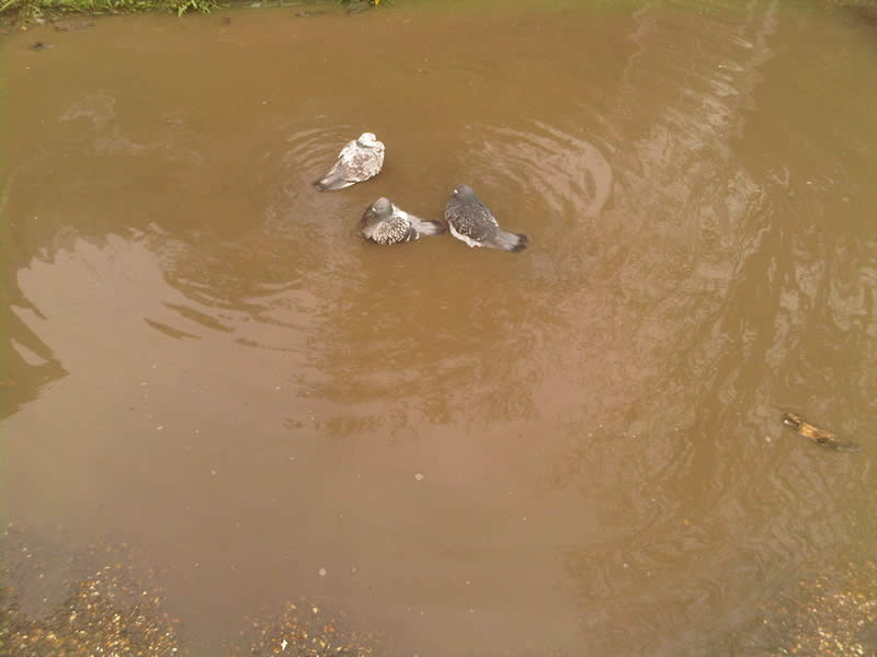 Three pigeons in a puddle